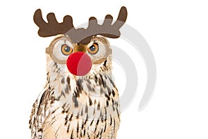 Portrait of an eagle owl with rudolf red nose raindeer mask on a white background