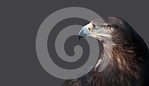 Portrait of an eagle's head on an background.