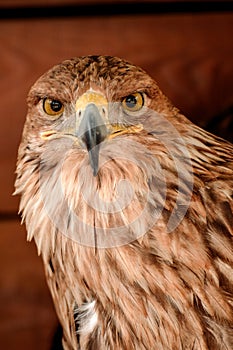 Portrait of an eagle's head. The view of the head is from the side.