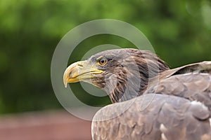 Portrait of an eagle`s head. The view of the head is from the side. The eagle`s eye is visible. The background is green