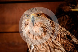 Portrait of an eagle's head. The view of the head is from the side.