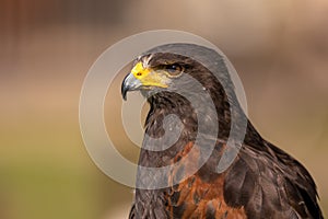 A portrait of an eagle at a sunny day in summer.