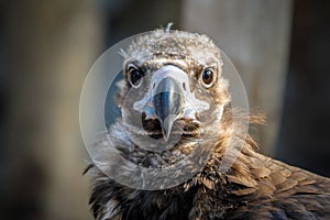 Portrait of an eagle of the vulture close