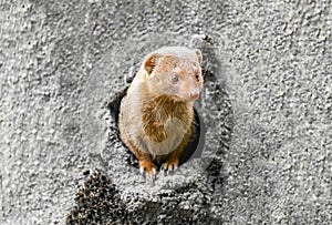 Portrait of an East African mongoose. Animal looks out of the burrow.