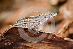Portrait of eastern fence lizard