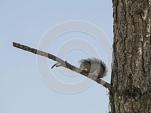 Portrait of an Eastern Gray Squirrel