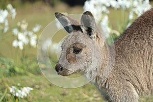 Portrait of Eastern Grey