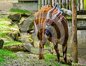 Portrait of a Eastern mountain bongo, critically endangered animal specie from kenya in Africa, spiral horned antelope
