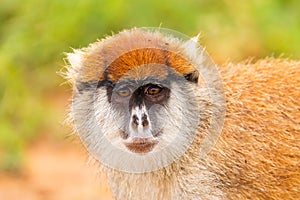 An eastern patas monkey looking in the camera