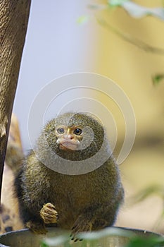 Portrait of an Eastern Pygmy Marmoset (Cebuella niveiventris) a small New World monkey