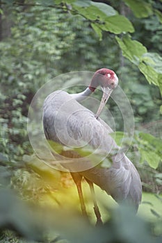 Portrait of Eastern Sarus Crane Grus Antigone Sharpii .