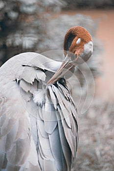 Portrait of Eastern Sarus Crane Grus Antigone Sharpii .