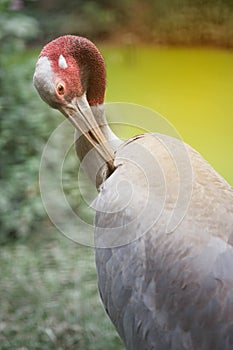 Portrait of Eastern Sarus Crane Grus Antigone Sharpii .