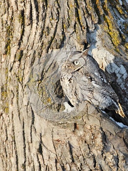 Portrait of an eastern screech owl
