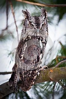 Portrait of an eastern screech owl