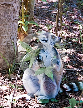 Portrait of the eating ring-tailed lemur Lemur catta aka King Julien in Anja Community Reserve at Manambolo, Ambalavao, Madagascar