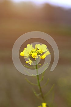 Portrait of edible mustard flowers