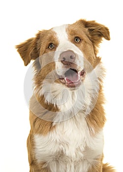 Portrait of a EE-red border collie dog on a white background