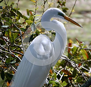 Portrait of an Egret