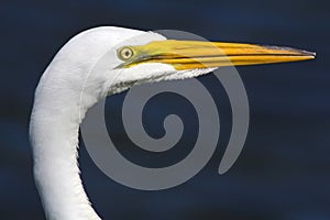 Portrait of an Egret