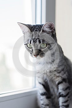 Portrait of Egyptian cat Mau kitten on white. Grey color of hair and green eyes