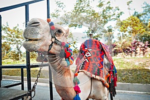 Portrait of an Egyptian decorated camel. Closeup in outdoor