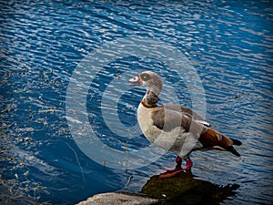 Portrait of an Egyptian Goose on Blue Water Background