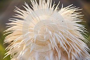 Portrait egyptian vulture or Neophron percnopterus