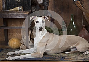 Portrait of eight months old Whippet dog