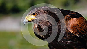 Portrait eines Bussards bei schÃ¶nem Wetter
