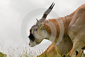 Portrait of an eland taurotragus oryx