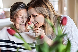 An elderly grandmother with an adult granddaughter at home, smelling flowers.