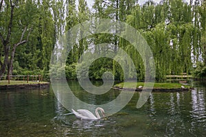 Portrait of elegant and beautiful swan in the lake