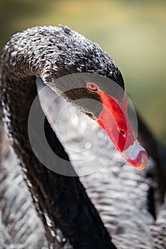 Portrait of an elegant black swan. photo