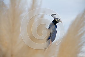 Curious peacock show his head between a branches photo