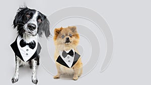 Portrait elegant dogs wearing a tuxedo costume. Isolated on gray background