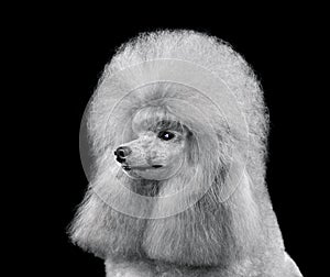 Portrait of elegant gray toy poodle