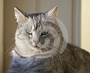 Portrait of elegant grey cat, domestic cat in blur background, portrait,domestic cat,cat with green eyes close up in focal focus,