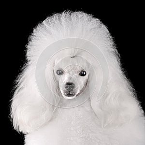 Portrait of elegant white poodle