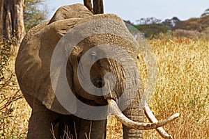 Portrait of an Elephant