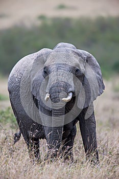 Portrait of an elephant bull walking towards the camera, Africa.