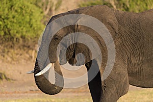 Portrait of Elephant, Chobe National Park, Kasane, Botswana, Africa