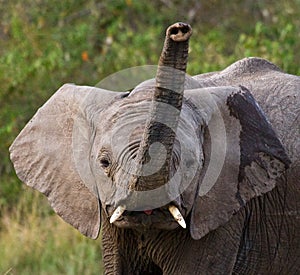 Portrait of an elephant. Close-up. Africa. Kenya. Tanzania. Serengeti. Maasai Mara.