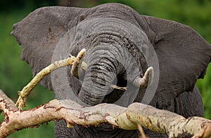 Portrait of an elephant. Close-up. Africa. Kenya. Tanzania. Serengeti. Maasai Mara.