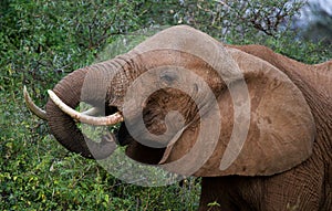 Portrait of an elephant. Close-up. Africa. Kenya. Tanzania. Serengeti. Maasai Mara.