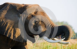 Portrait of the elephant close-up. Zambia. Lower Zambezi National Park.