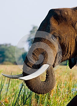 Portrait of the elephant close-up. Zambia. Lower Zambezi National Park.