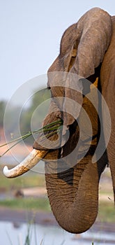 Portrait of the elephant close-up. Zambia. Lower Zambezi National Park.