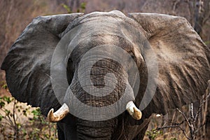 Portrait of the elephant close-up. Zambia. Lower Zambezi National Park.