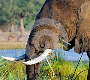 Portrait of the elephant close-up. Zambia. Lower Zambezi National Park.